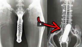X-Ray Cihazlarında Bulunan En Tuhaf 20 Şey!