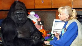 The Talking Gorilla Said Something Shocking About Humans