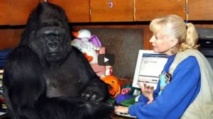 The Talking Gorilla Said Something Shocking About Humans
